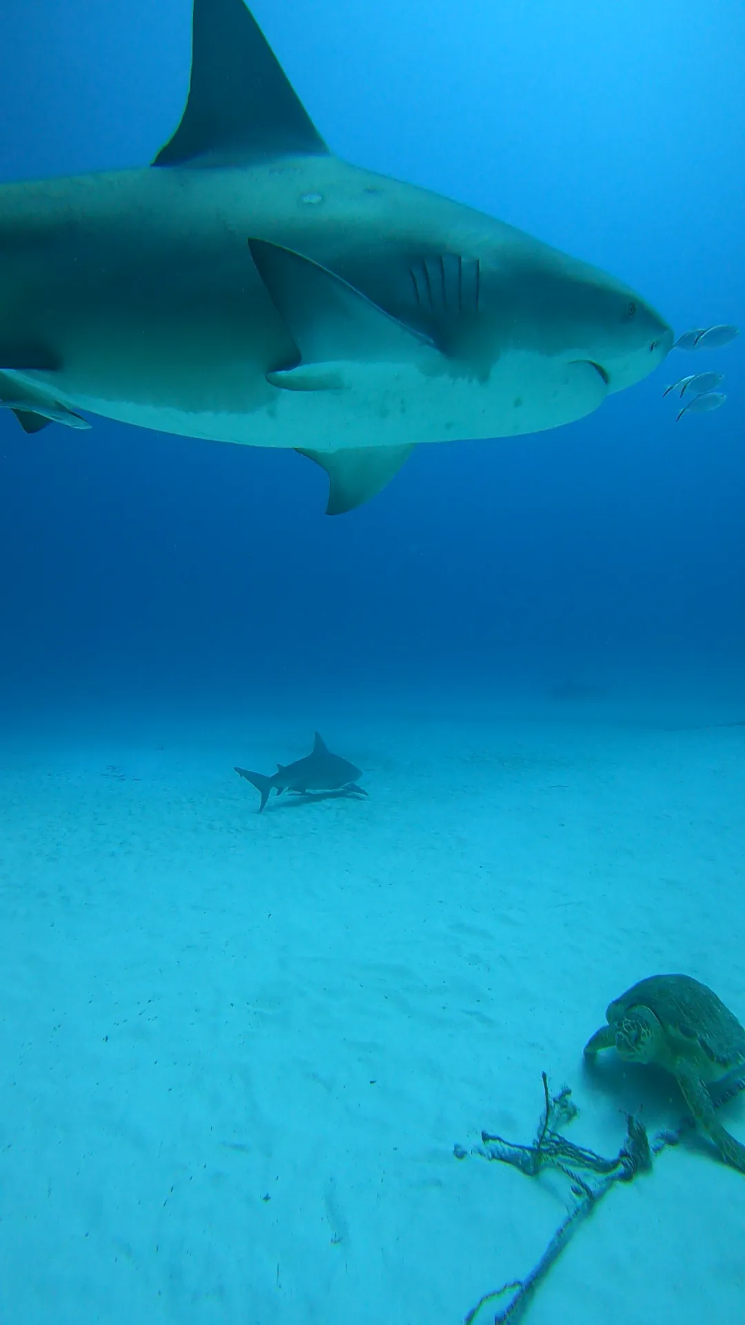 Tiburón toro pasando sobre una tortuga marina en la arena en Playa del Carmen