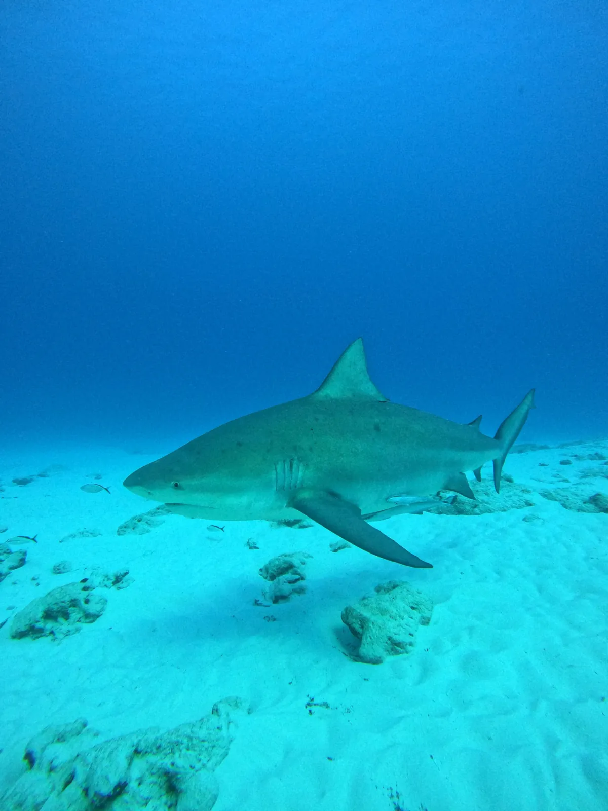 Tiburón toro en primer plano con rémoras nadando sobre arena blanca en Playa del Carmen