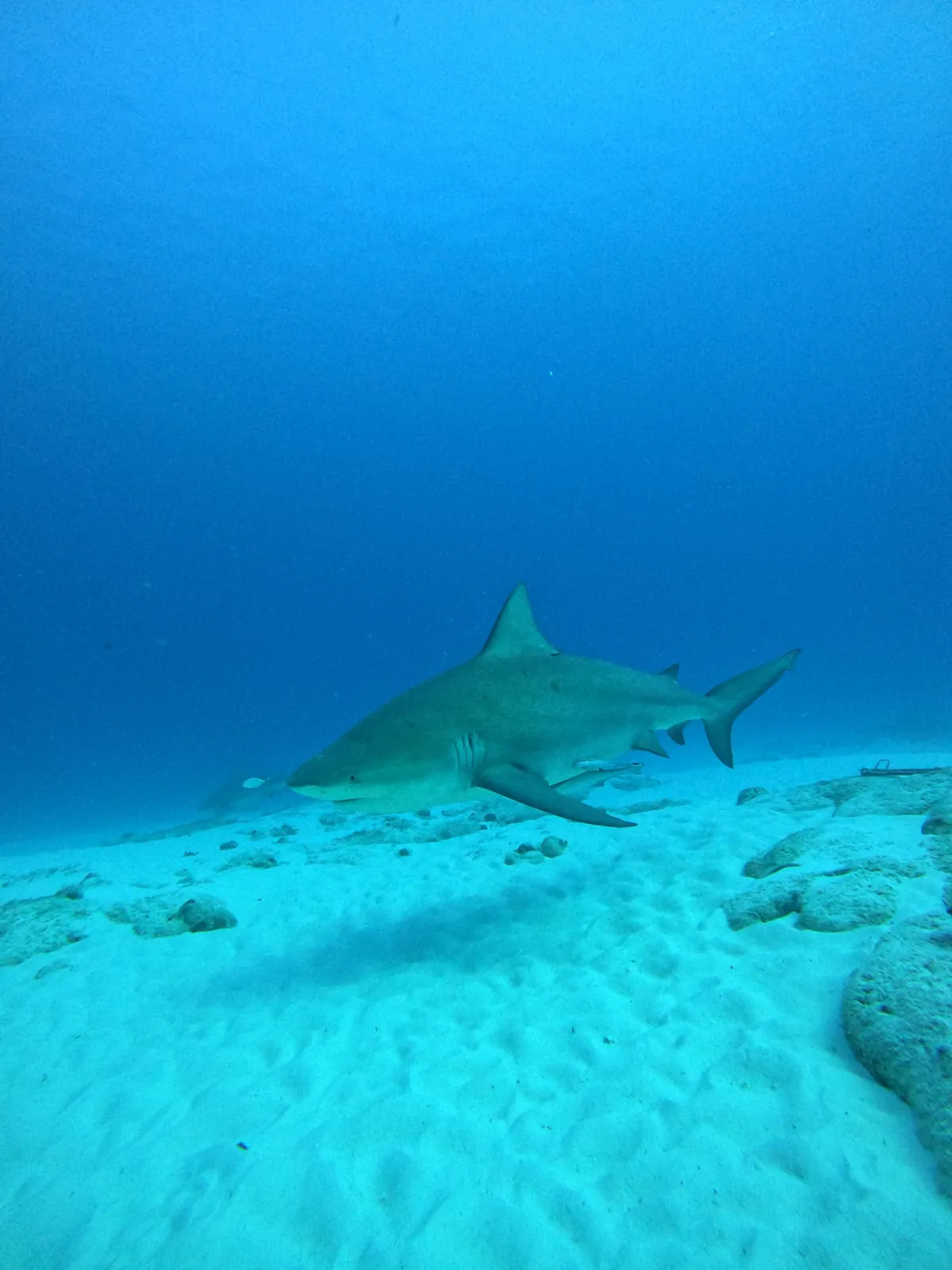 Tiburón toro recorriendo el fondo de arena durante una inmersión en Playa del Carmen