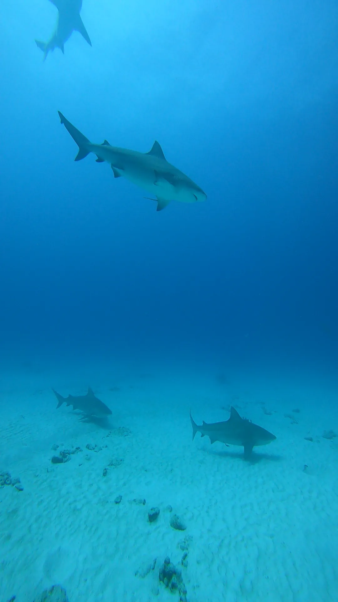 Varios tiburones toro nadando en el azul y sobre la arena en Playa del Carmen