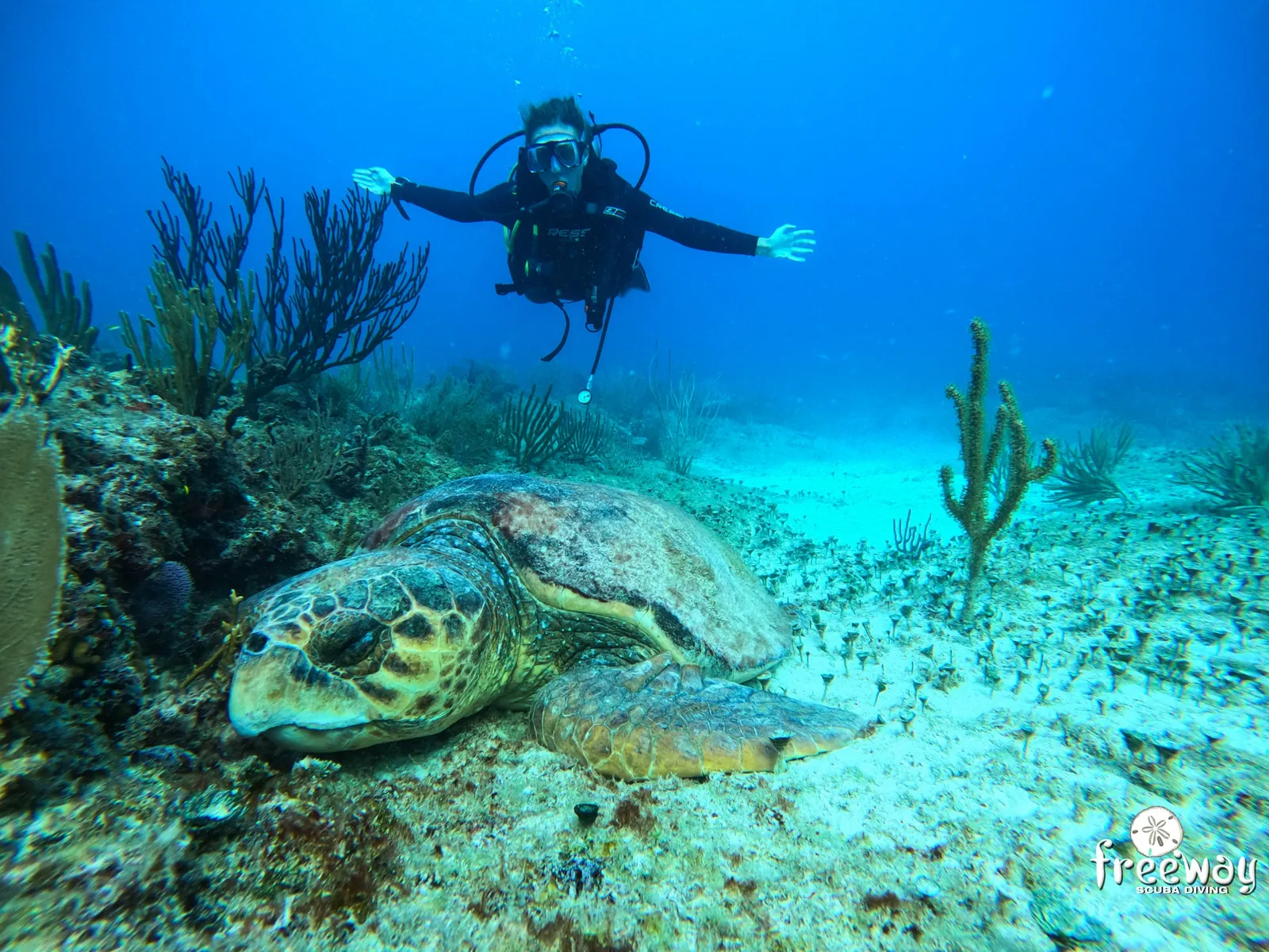 Buzo con los brazos abiertos sobre una gran tortuga caguama en el arrecife de Cozumel