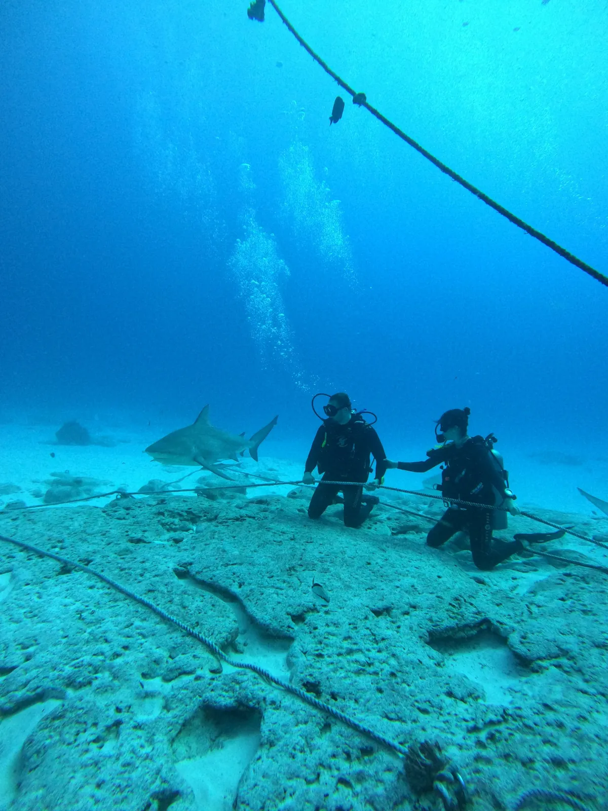 Dos buzos arrodillados en el arrecife mientras un tiburón toro nada detrás de ellos en Playa del Carmen