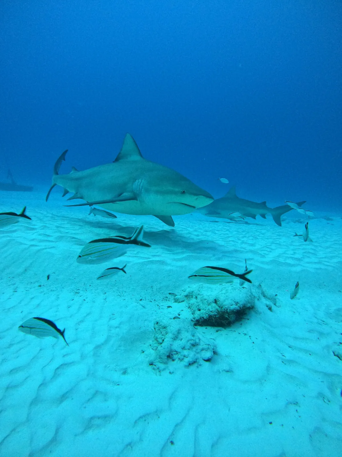 Dos tiburones toro nadando cerca del fondo de arena con peces roncadores en Playa del Carmen